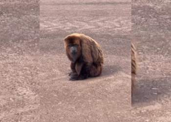 Bugio-ruivo é resgatado em aeroporto de Bauru; vídeo mostra animal na pista