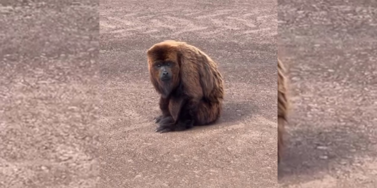 Bugio-ruivo é resgatado em aeroporto de Bauru; vídeo mostra animal na pista
