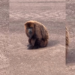 Bugio-ruivo é resgatado em aeroporto de Bauru; vídeo mostra animal na pista