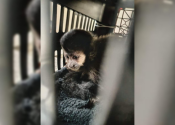 Polícia Rodoviária resgata macaco-prego escondido em caixa no assoalho de carro em rodovia no interior de SP