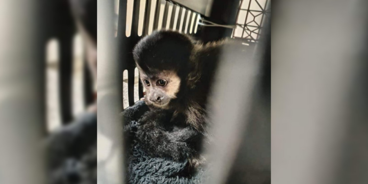 Polícia Rodoviária resgata macaco-prego escondido em caixa no assoalho de carro em rodovia no interior de SP