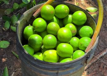 Noroeste paulista se destaca na exportação de limão e impulsiona agronegócio