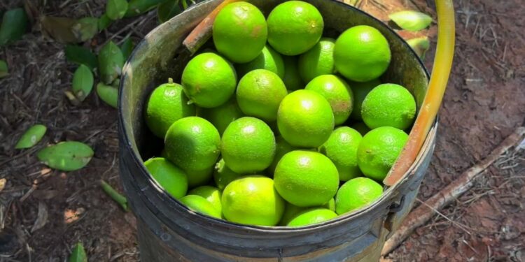 Noroeste paulista se destaca na exportação de limão e impulsiona agronegócio