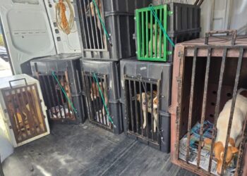 Polícia resgata oito cães desnutridos e prende dono por maus-tratos em Marília