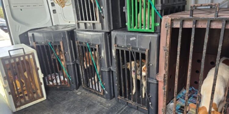 Polícia resgata oito cães desnutridos e prende dono por maus-tratos em Marília