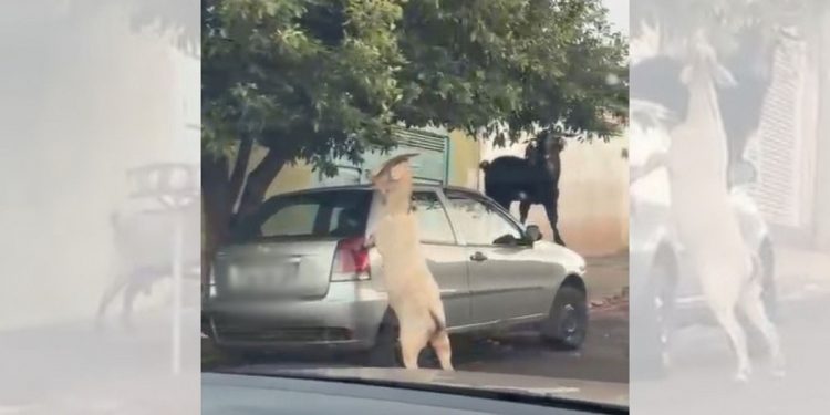 VÍDEO: bodes transformam carro em 'escada' para alcançar folhas de árvore no interior de SP