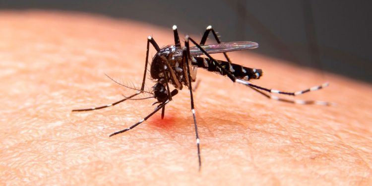 Balbinos registra a primeira morte por dengue no centro-oeste paulista em 2026